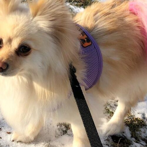 Meet Kingstar Media’s Chief Motivation Officer, Peri!